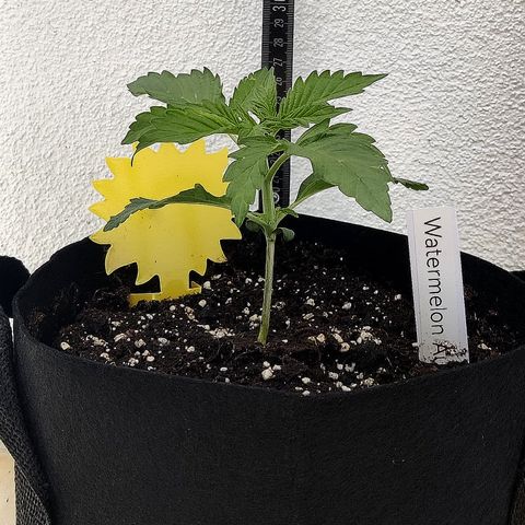 Waltraud growlog timeline photo