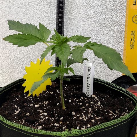 Jule growlog timeline photo