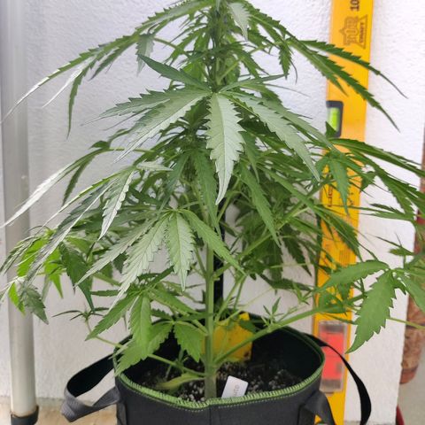 Ida growlog timeline photo