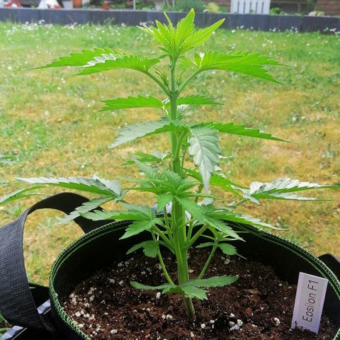 Elli growlog timeline photo