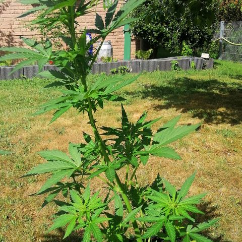 Susanne growlog timeline photo