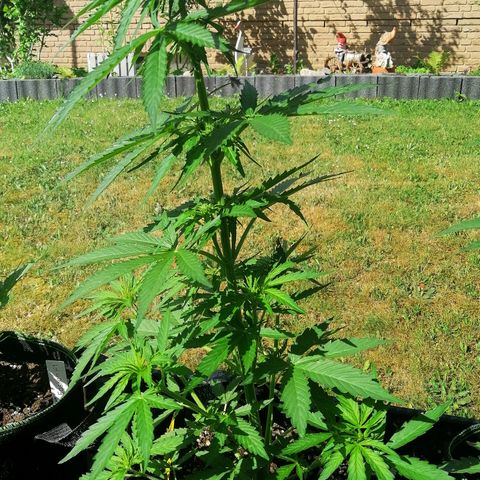 Bärbel growlog timeline photo