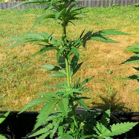 Julia growlog timeline photo