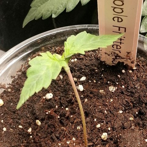 Anna growlog timeline photo