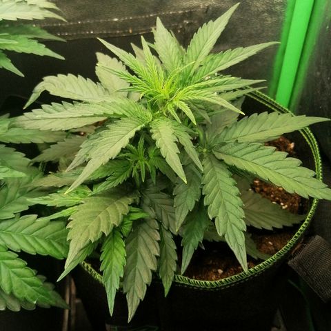 Elli growlog timeline photo