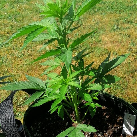 Elli growlog timeline photo