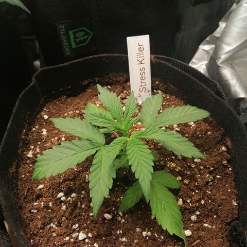 Ute growlog timeline photo