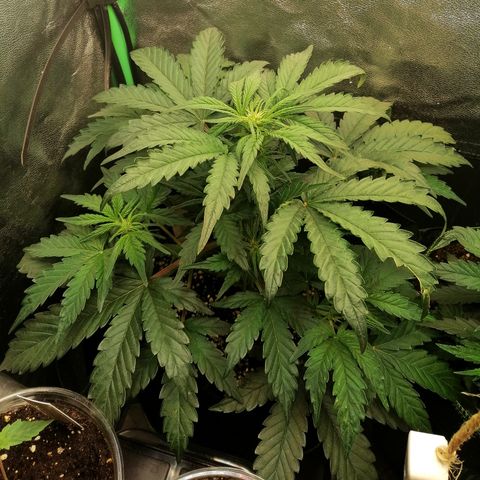 Cinderella growlog timeline photo