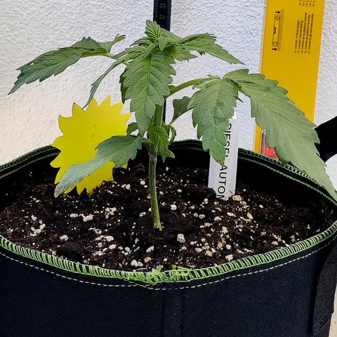 Jule growlog timeline photo