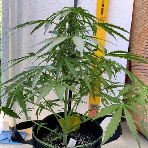 Ida growlog timeline photo
