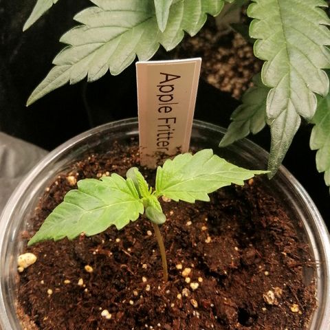 Anna growlog timeline photo