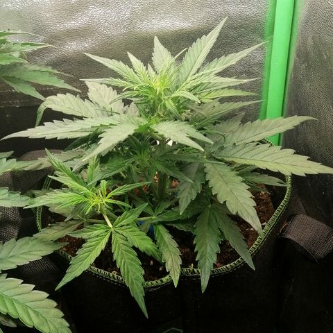 Elli growlog timeline photo
