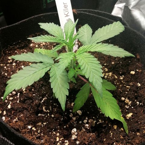 Ute growlog timeline photo