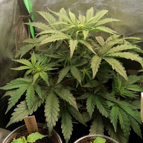 Cinderella growlog timeline photo