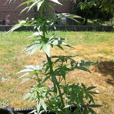 Susanne growlog timeline photo