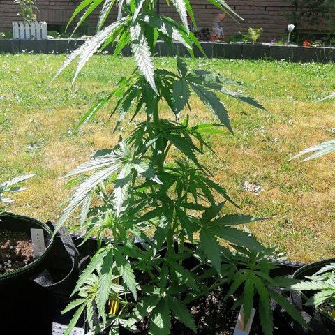 Bärbel growlog timeline photo