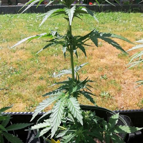 Julia growlog timeline photo