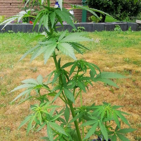 Susanne growlog timeline photo