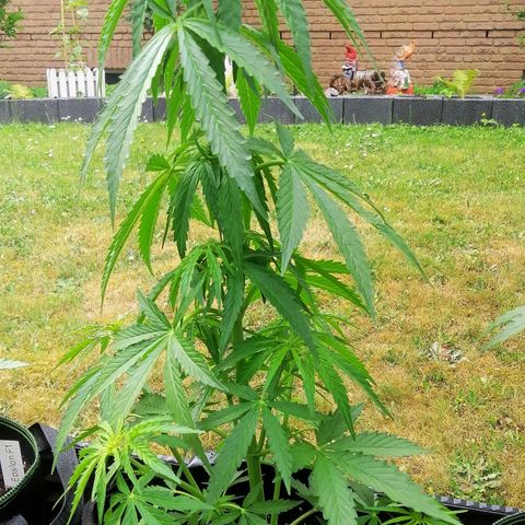 Bärbel growlog timeline photo