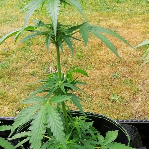 Julia growlog timeline photo