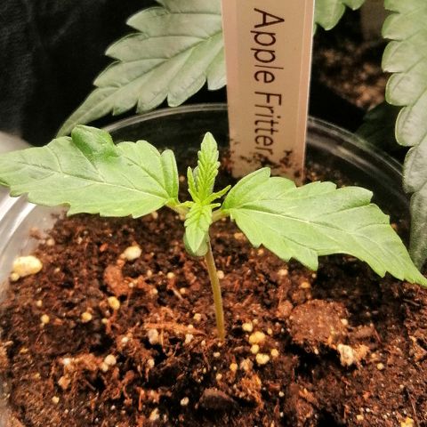 Anna growlog timeline photo