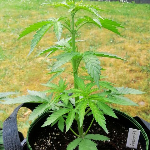 Elli growlog timeline photo