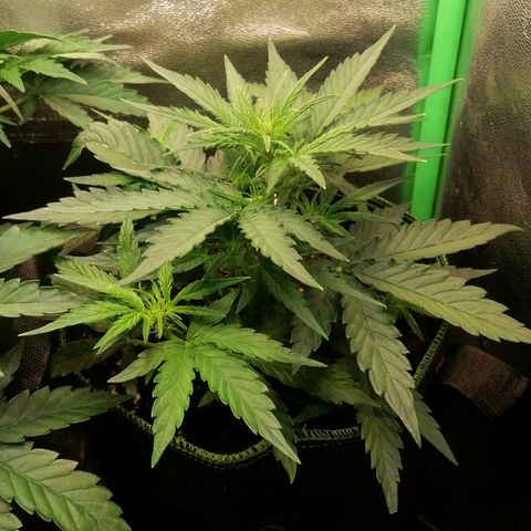 Elli growlog timeline photo