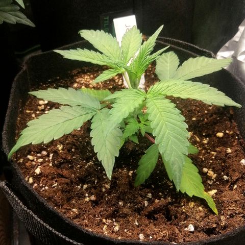 Ute growlog timeline photo