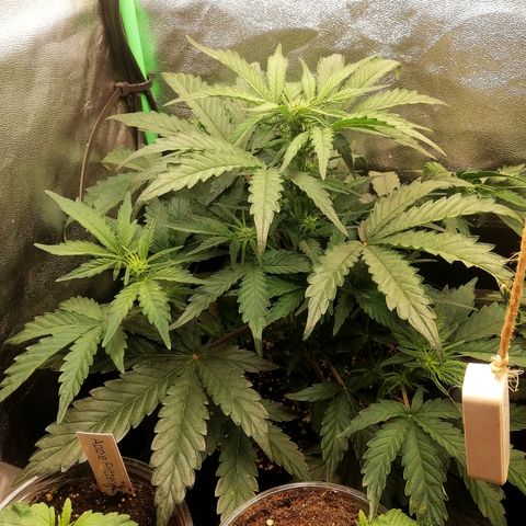 Cinderella growlog timeline photo