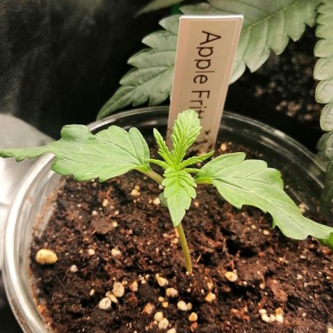 Anna growlog timeline photo