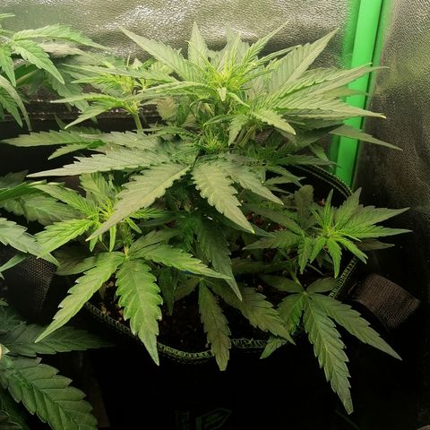 Elli growlog timeline photo