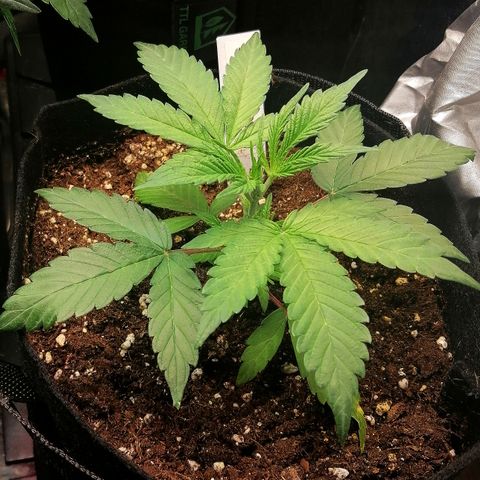 Ute growlog timeline photo