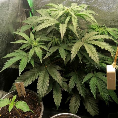 Cinderella growlog timeline photo
