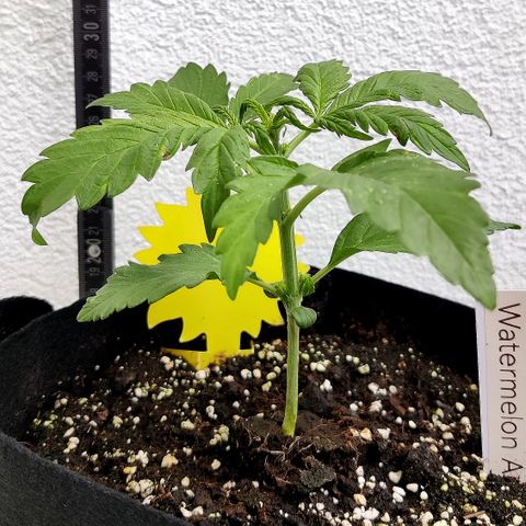 Waltraud growlog timeline photo