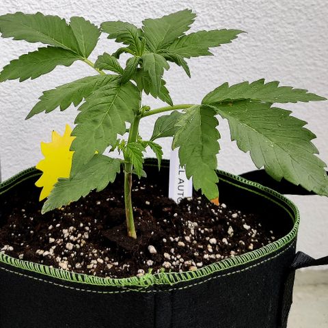Jule growlog timeline photo