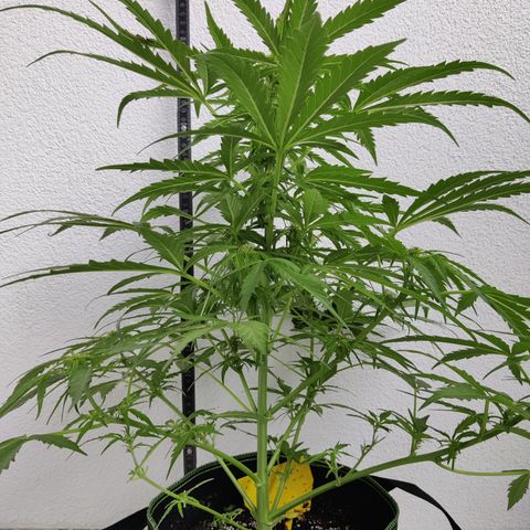 Ida growlog timeline photo