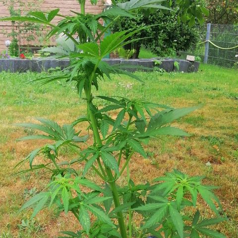 Susanne growlog timeline photo