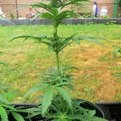 Julia growlog timeline photo