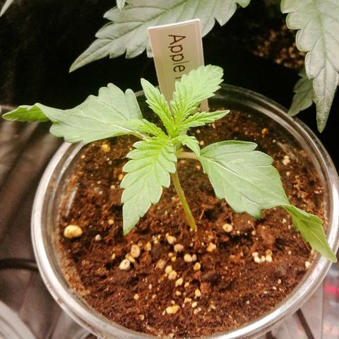 Anna growlog timeline photo