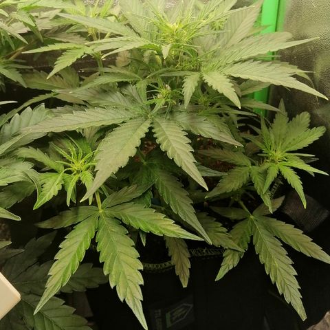 Elli growlog timeline photo