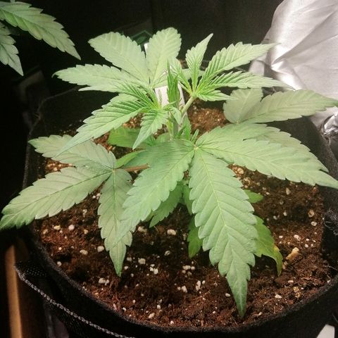 Ute growlog timeline photo