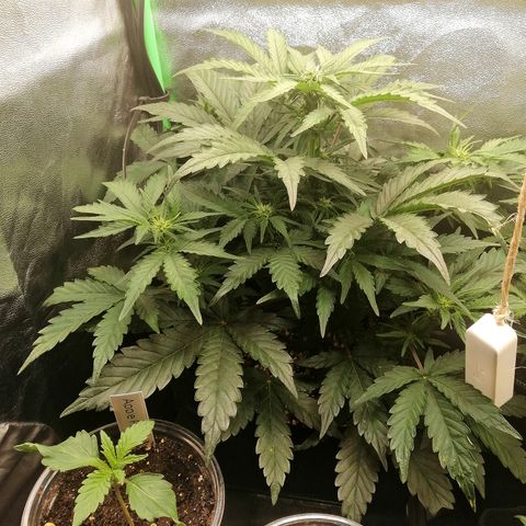 Cinderella growlog timeline photo