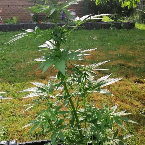 Susanne growlog timeline photo