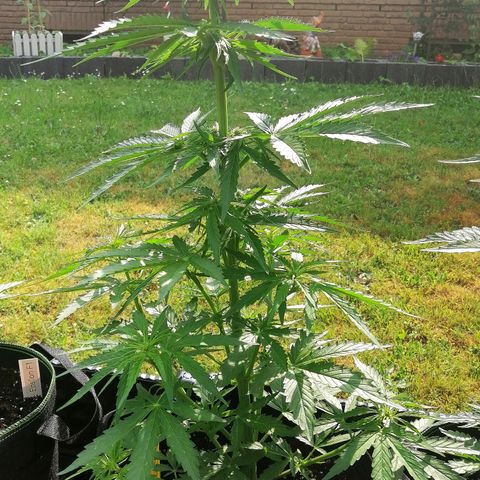 Bärbel growlog timeline photo