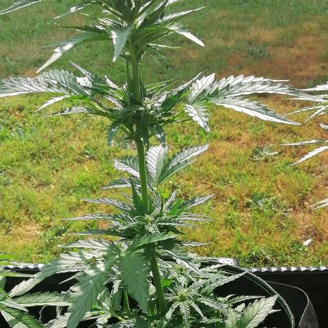 Julia growlog timeline photo
