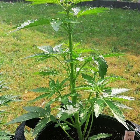 Elli growlog timeline photo