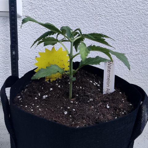 Waltraud growlog timeline photo