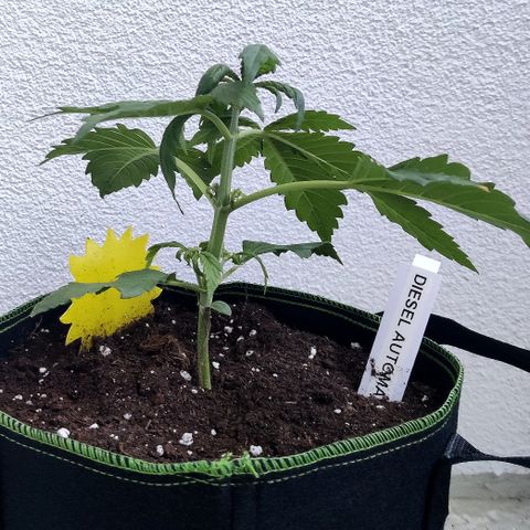 Jule growlog timeline photo