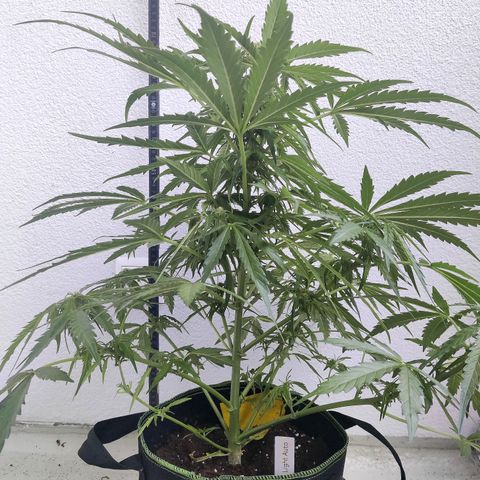 Ida growlog timeline photo