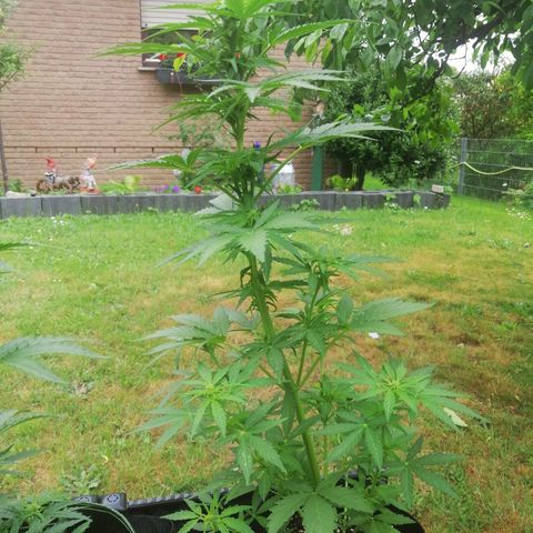 Susanne growlog timeline photo
